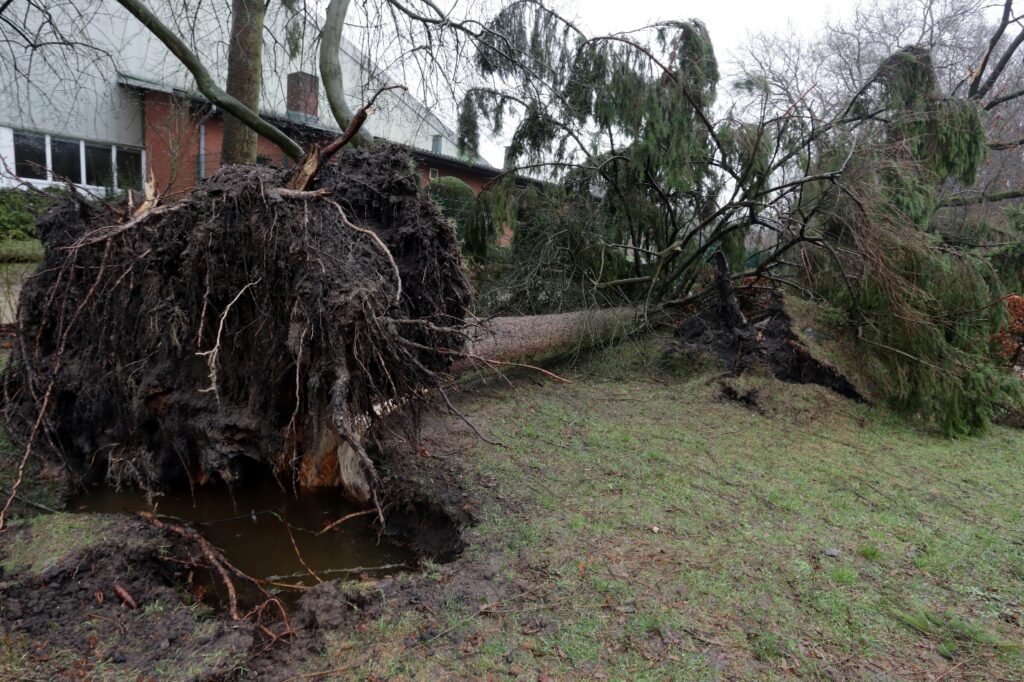 Tree damaged & limb by windstorm